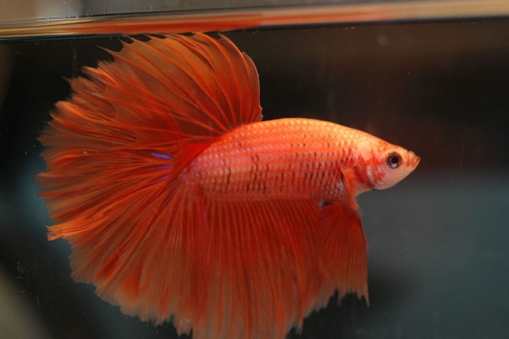 Siamese Fighting Fishes