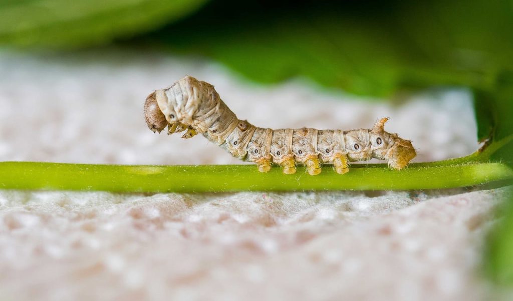 Silkworm