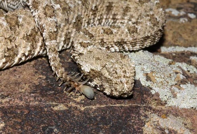 Spider tailed horned viper snake