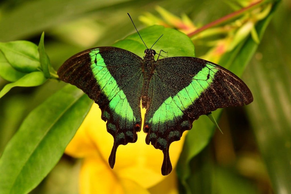 The Emerald Swallowtail