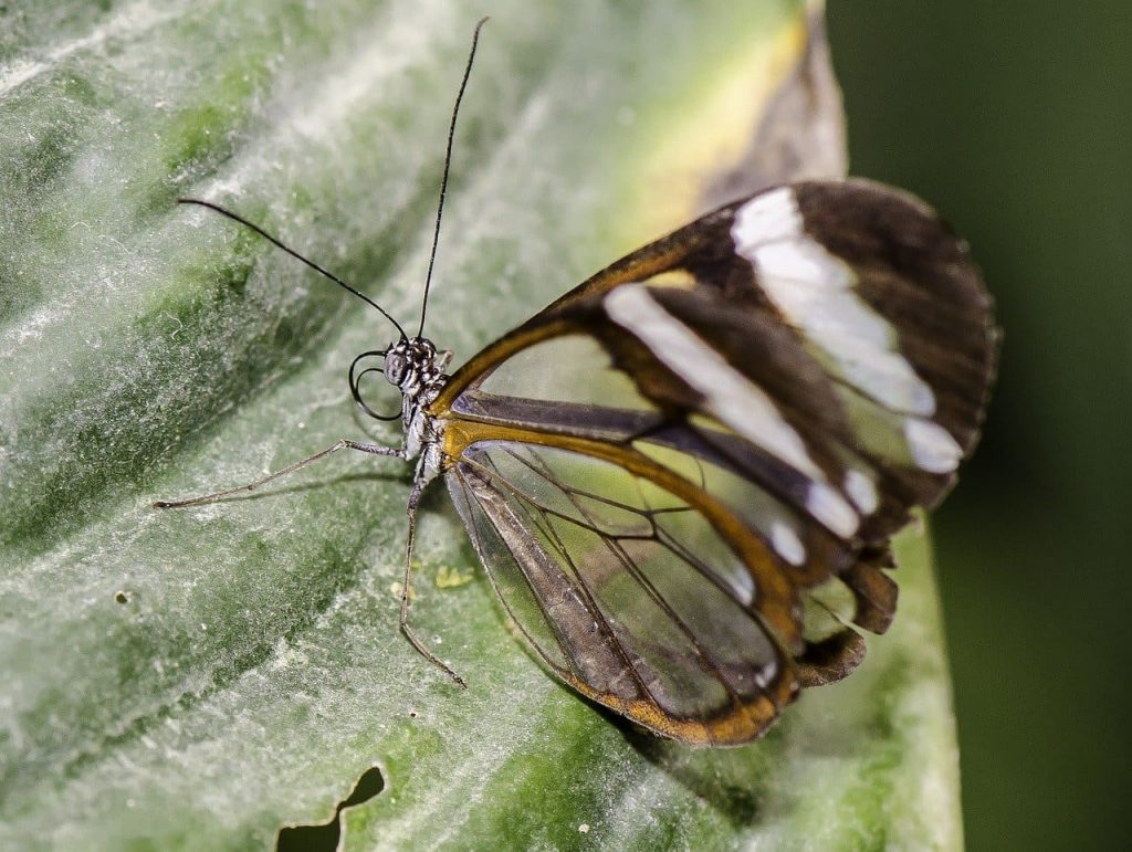The Glasswinged Butterfly