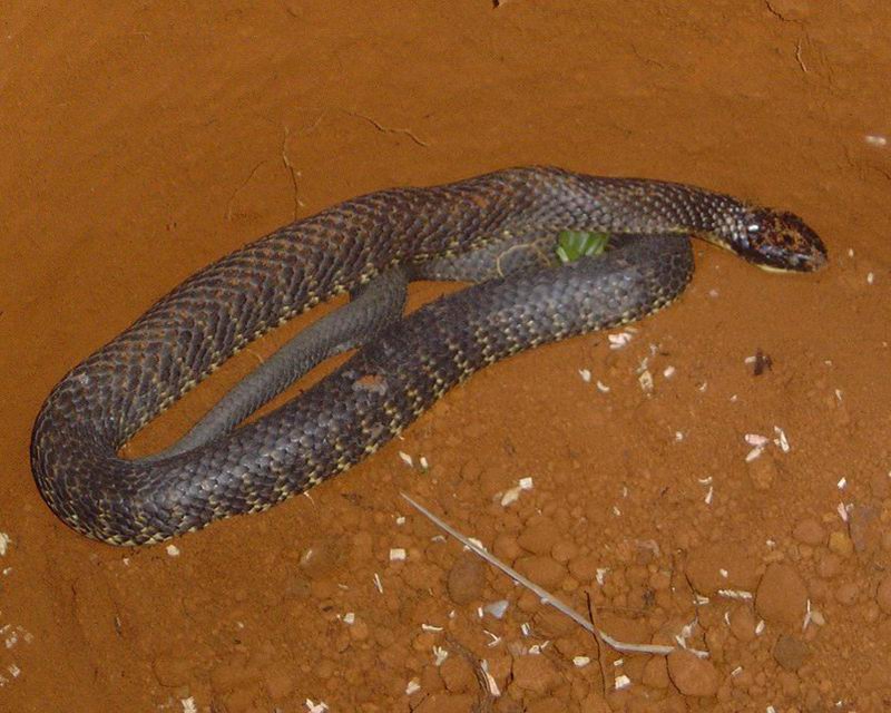 Tiger snake