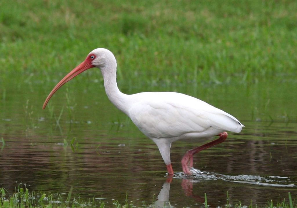 White ibis