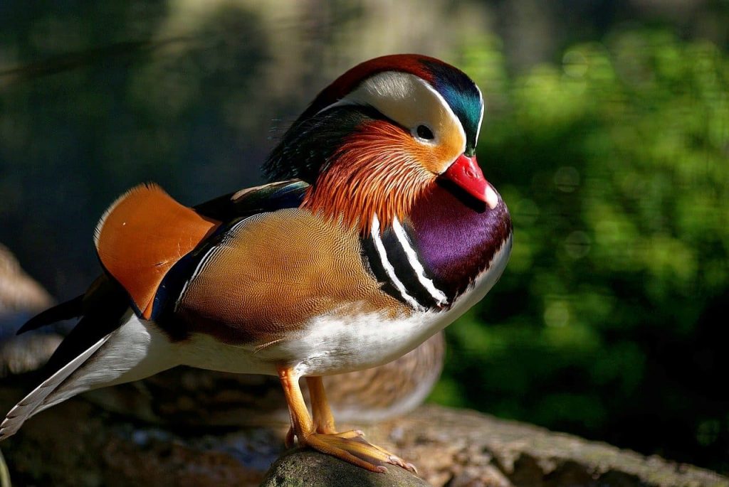 Wood duck