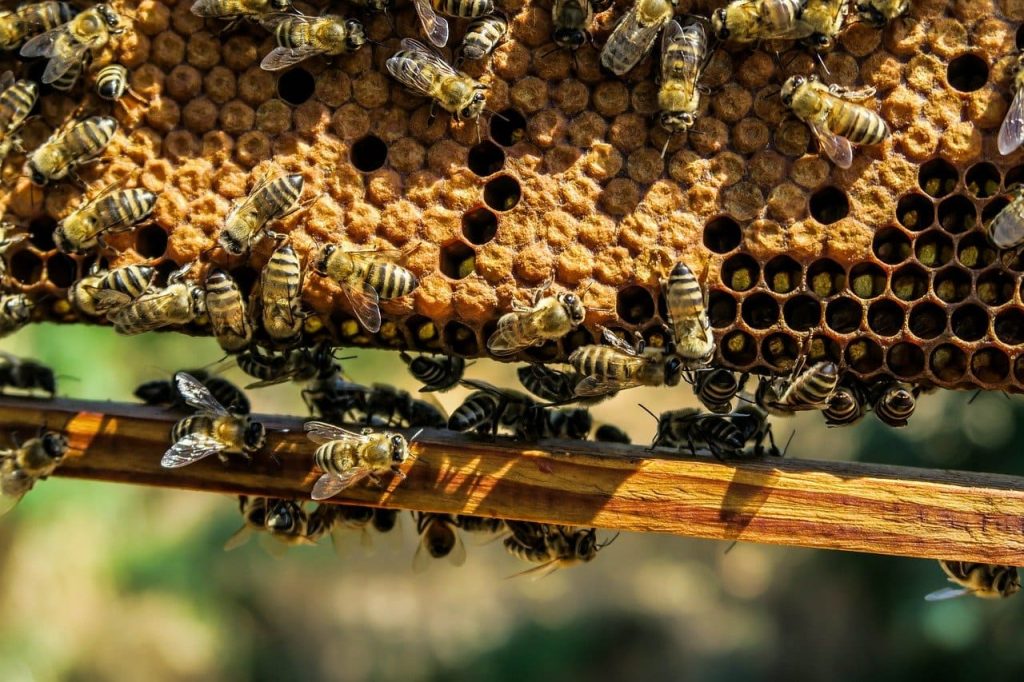 colony of honey bees can contain up to 60,000 bees