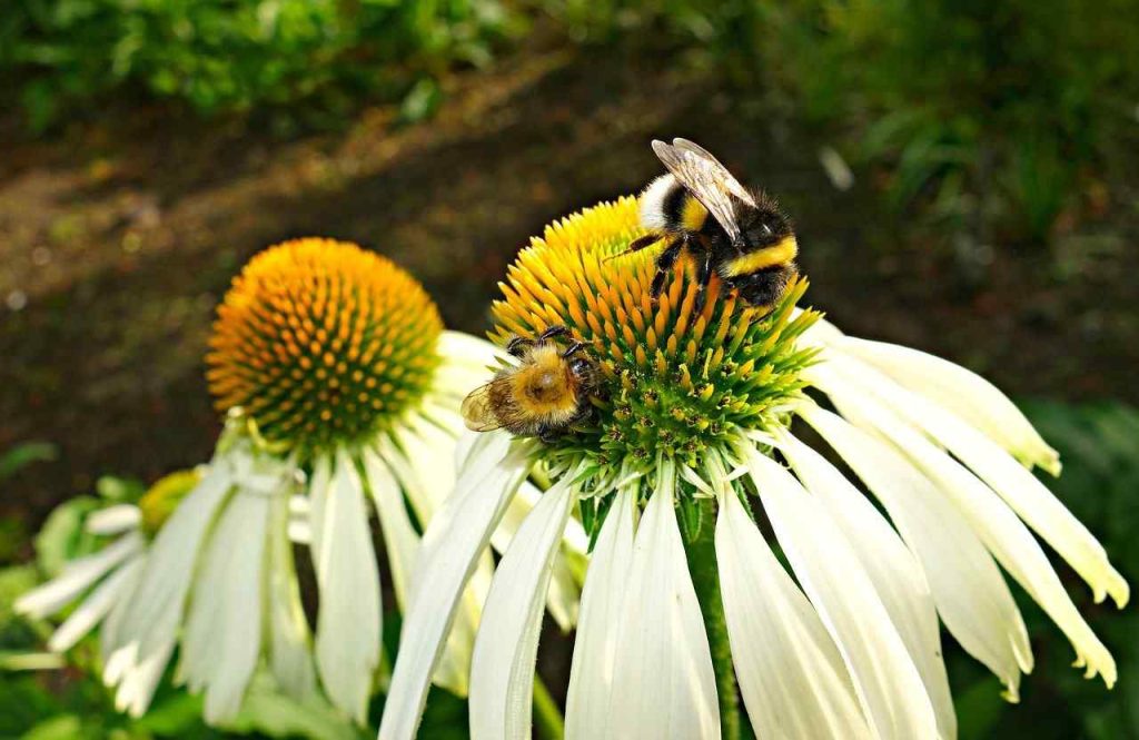 coneflower pollination