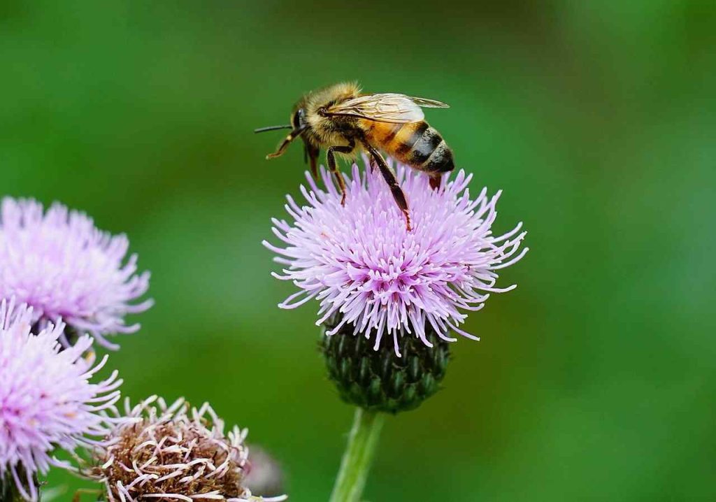 honeybee insects