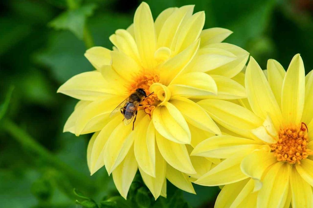 honeybee pollination