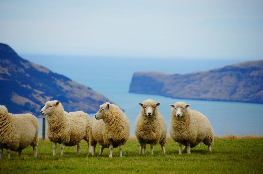 new zealand sheep