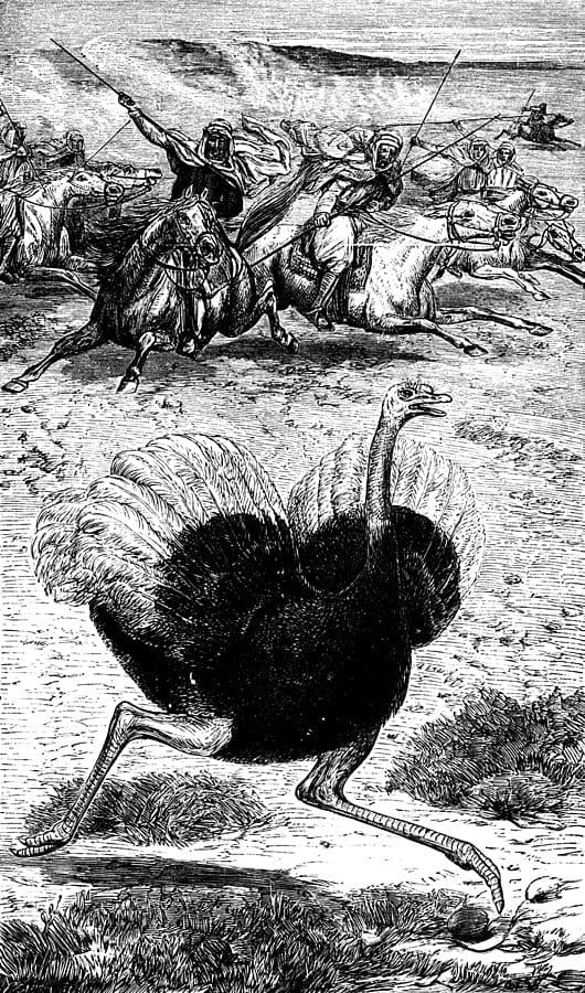 10 Extinct Birds In The World Red Rock Scenic By Way