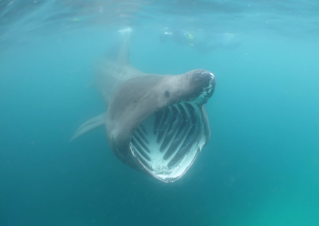 Basking Sharks