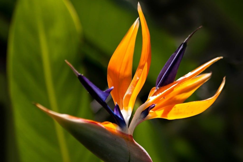 Bird of Paradise