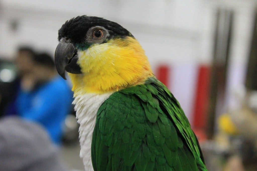 Black-headed Caique