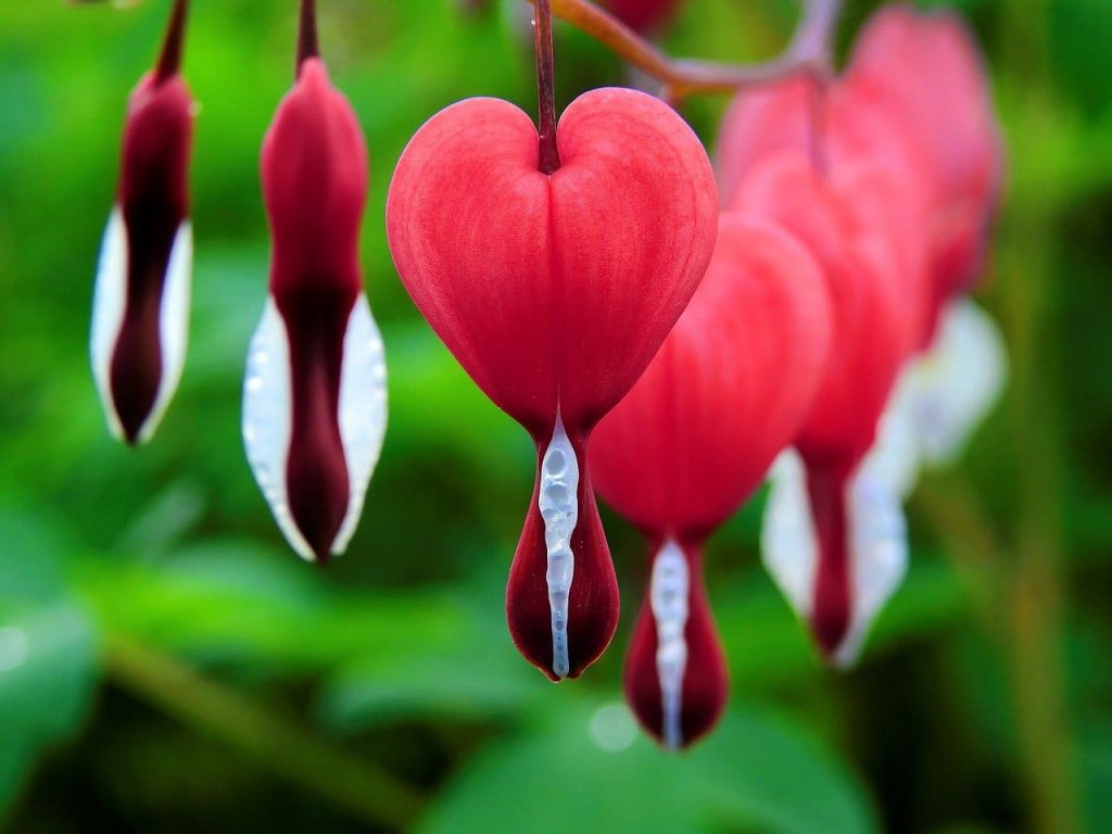 Bleeding heart