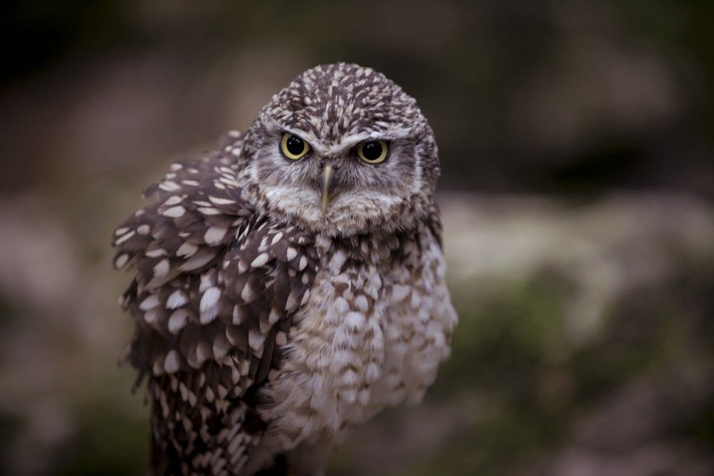 Burrowing Owl