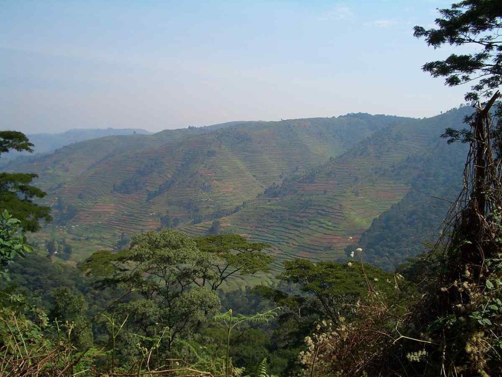 Bwindi Impenetrable Forest, Uganda