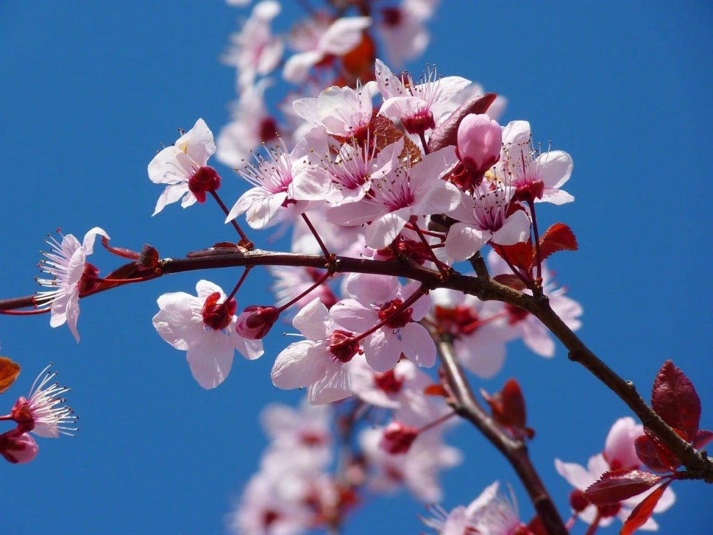 Cherry blossom