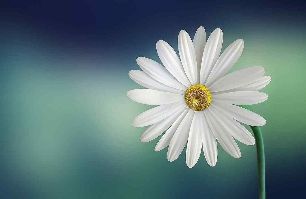 Common daisy flower