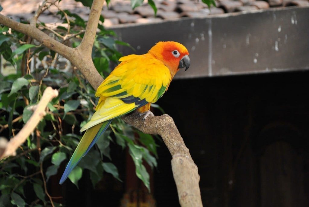 Conures Parrot