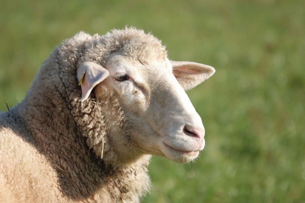 Domestic sheep