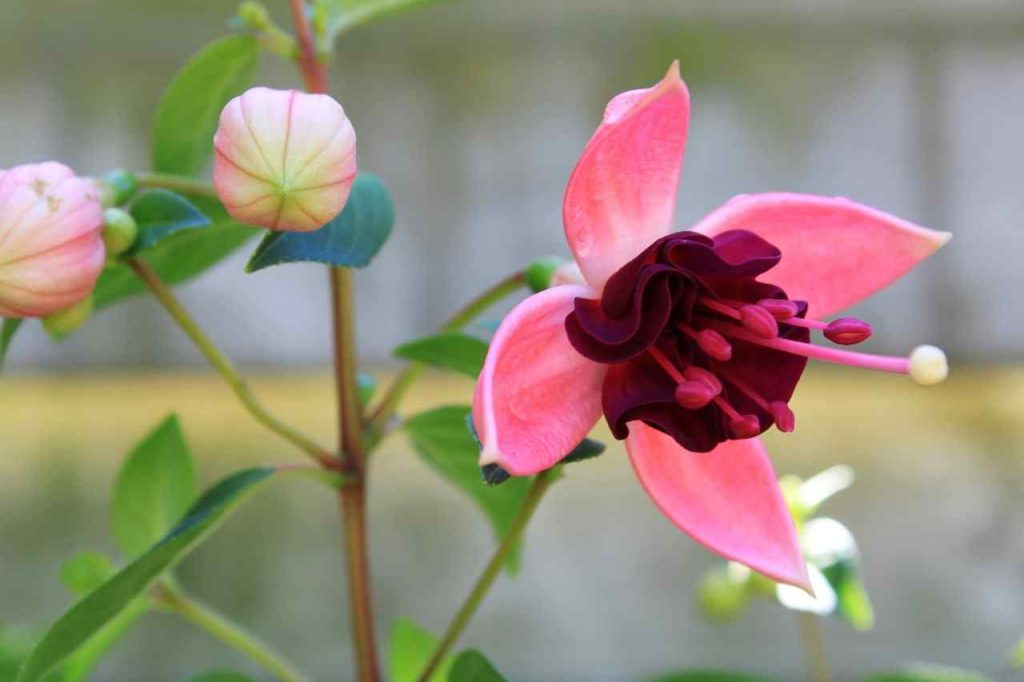 Fuchsia flower