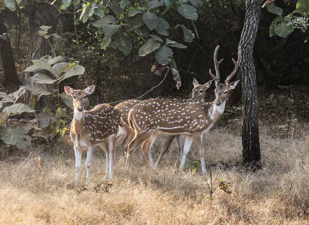 Gir Forest National Park, India