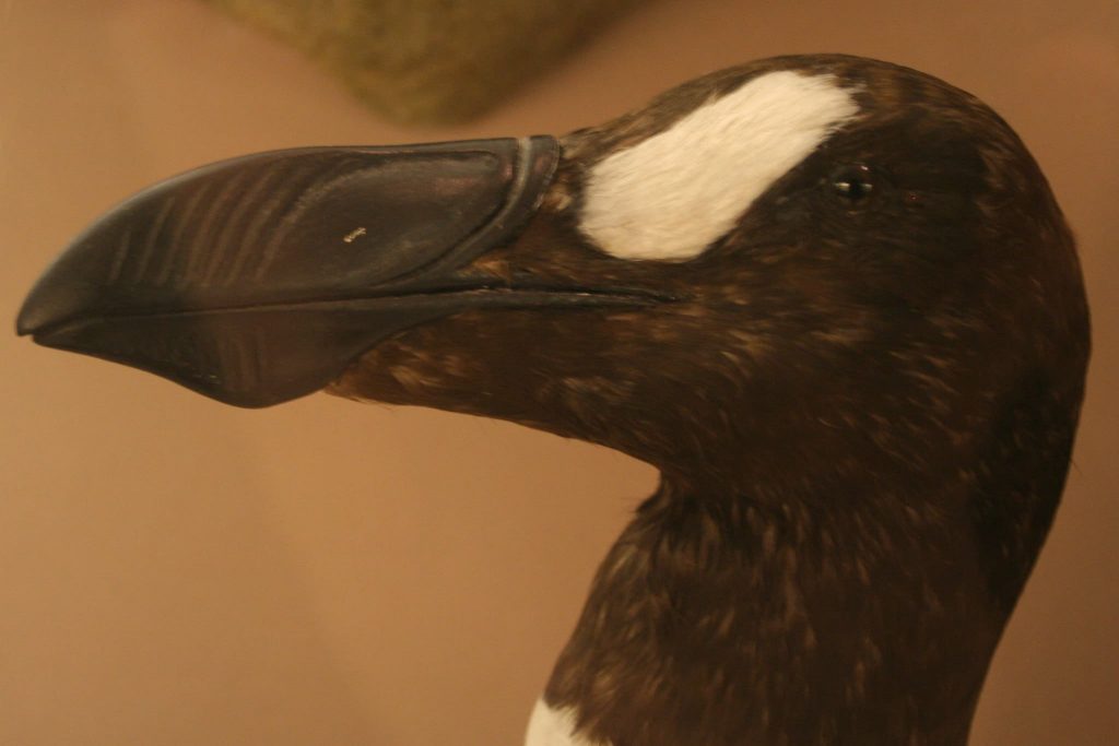 Great Auk