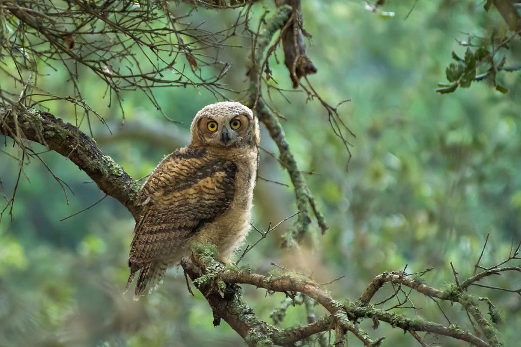 Great Horned Owl