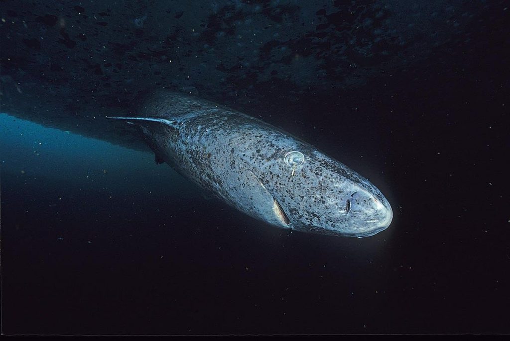 Greenland Shark