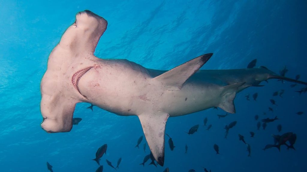 Hammerhead Sharks