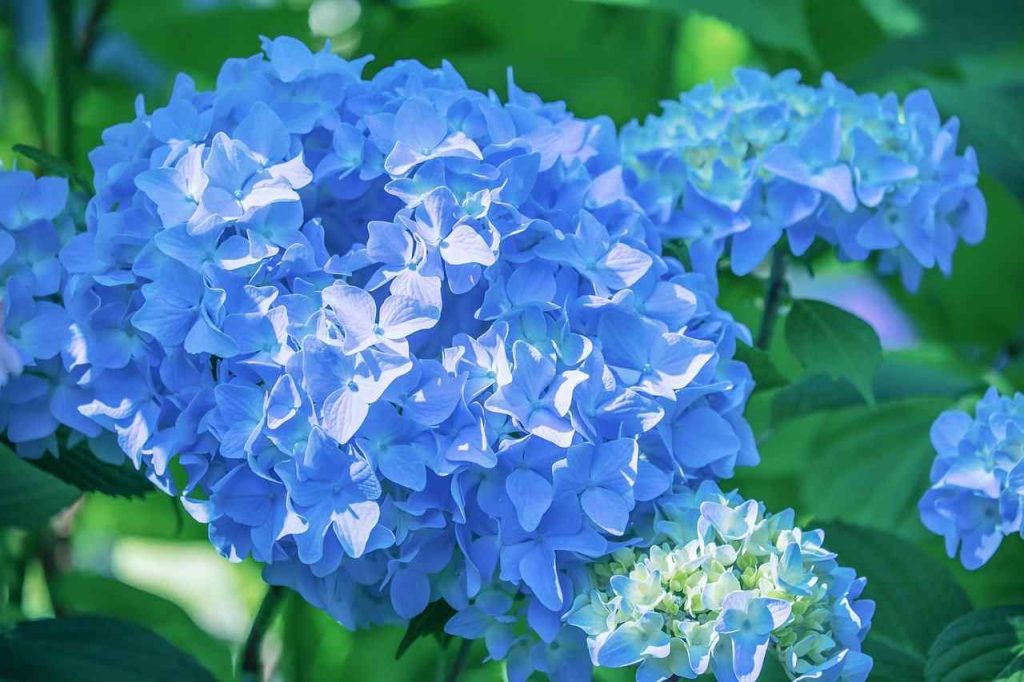 Hydrangea flower