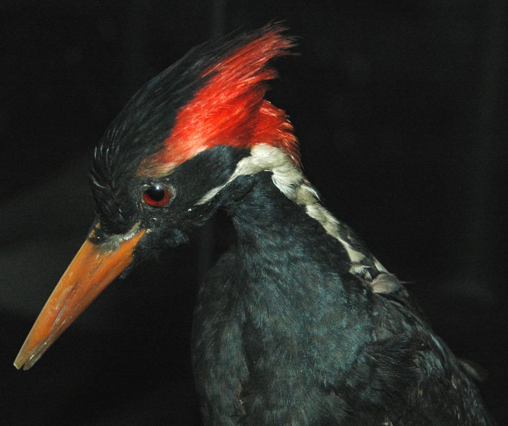 Ivory-Billed Woodpecker