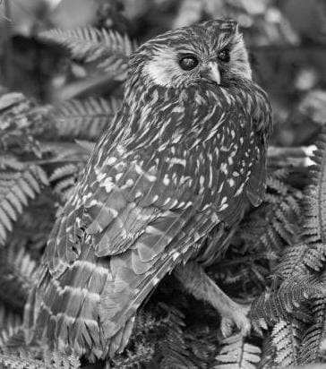 Laughing owl