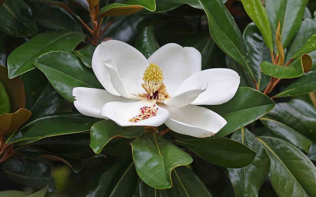 Magnolia flower