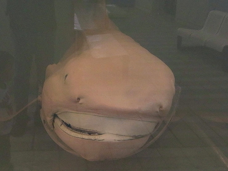 Megamouth Shark