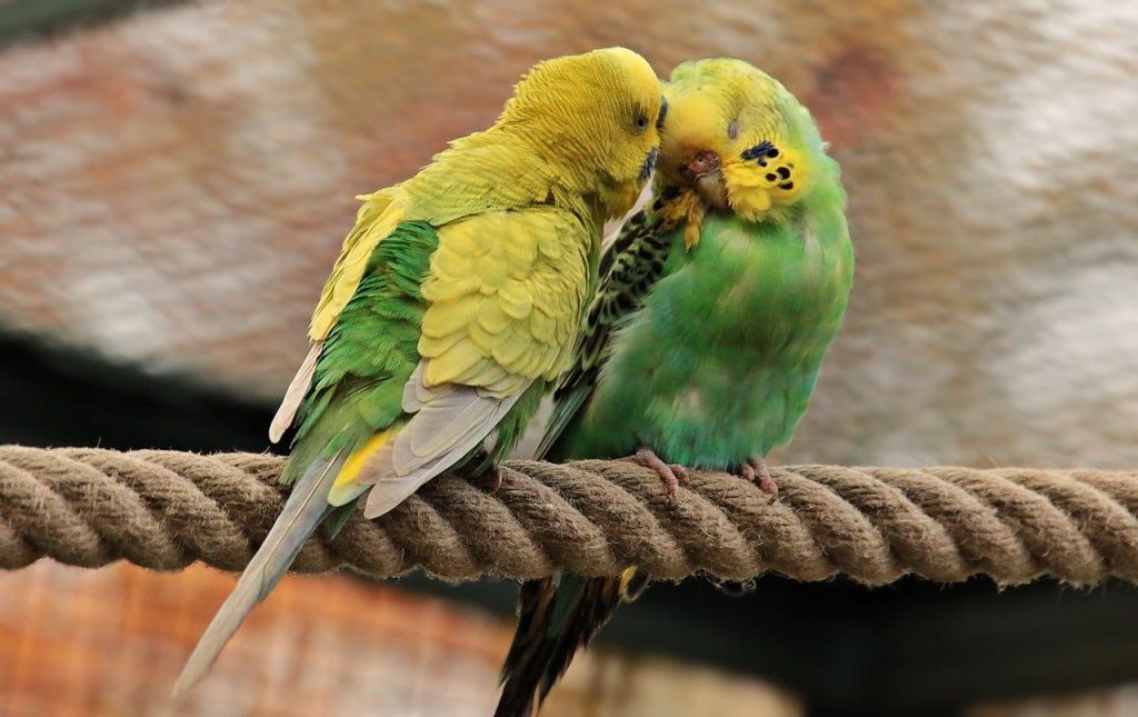 Parakeet Parrot