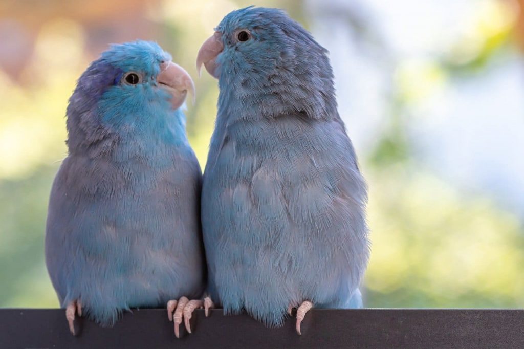 Parrotlets