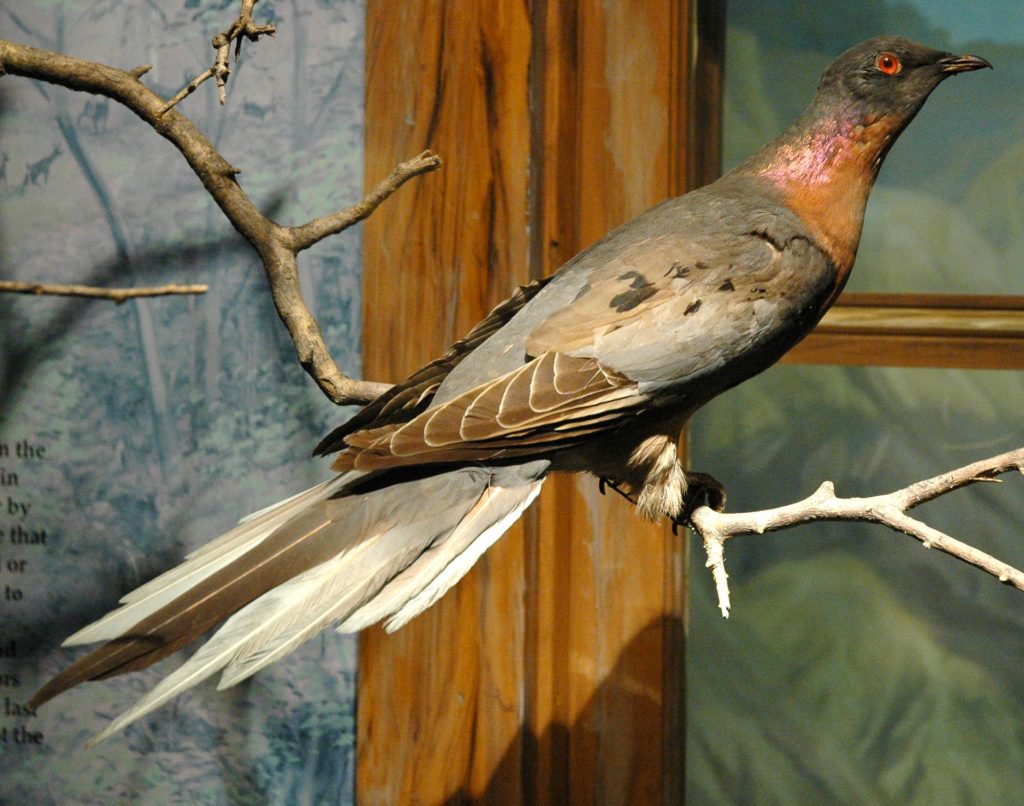 Passenger pigeon