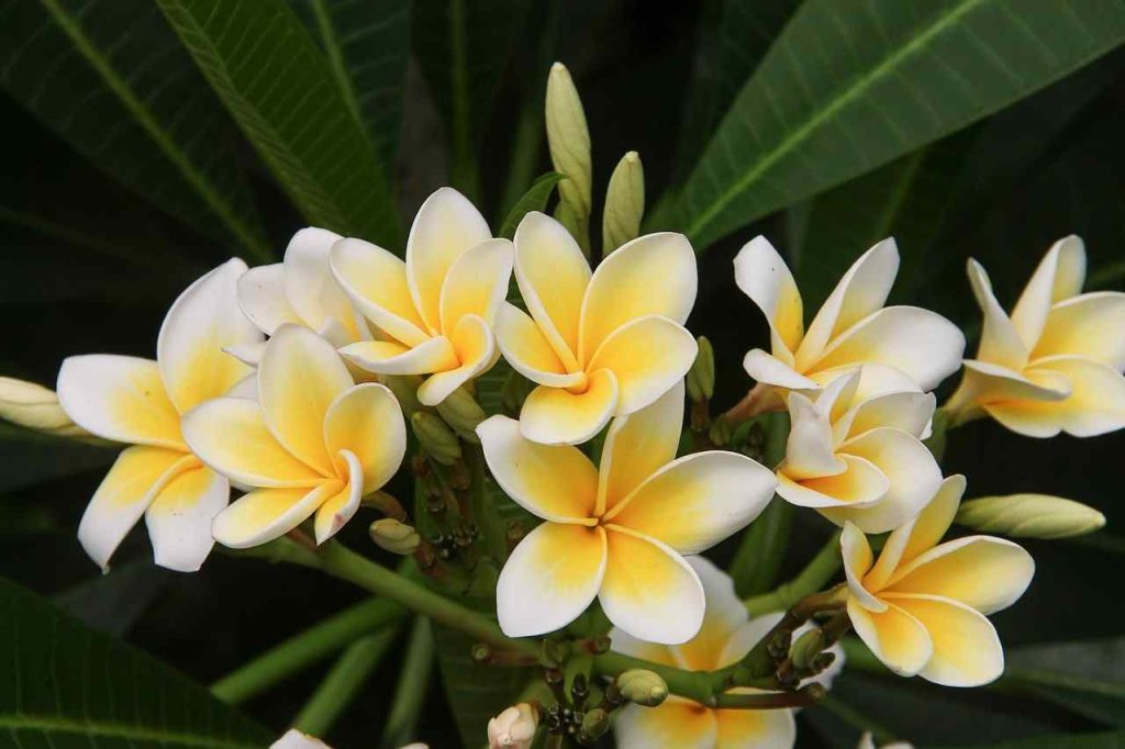 Plumeria flower