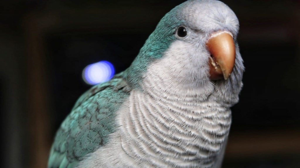 Quaker Parrot