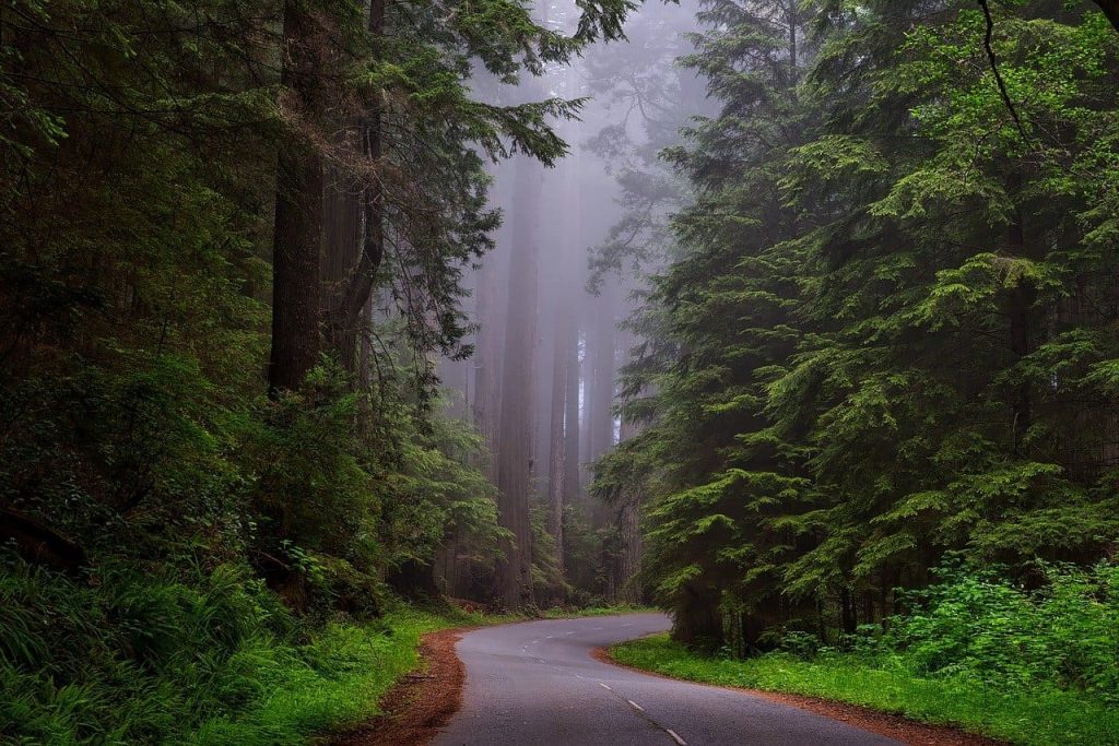 Redwood National park, California