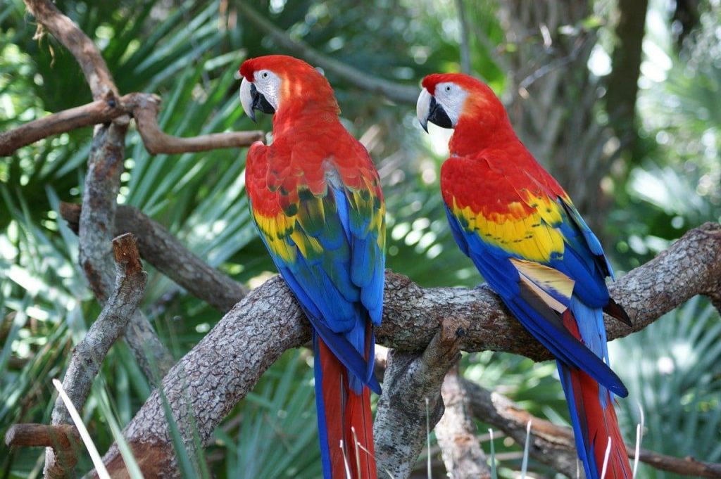 Scarlet Macaws