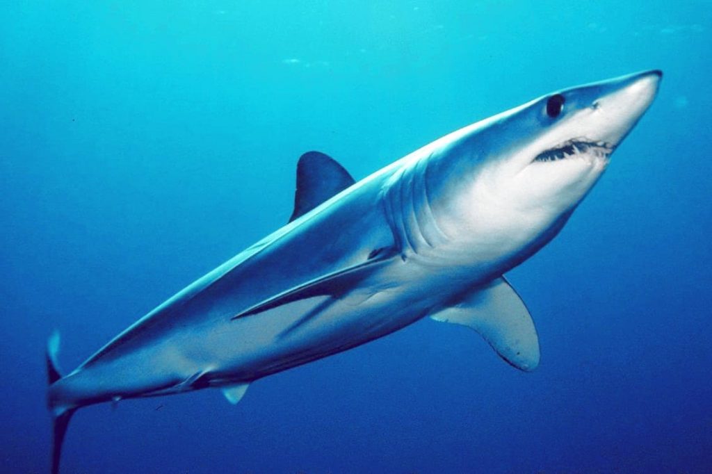 Shortfin Mako Sharks