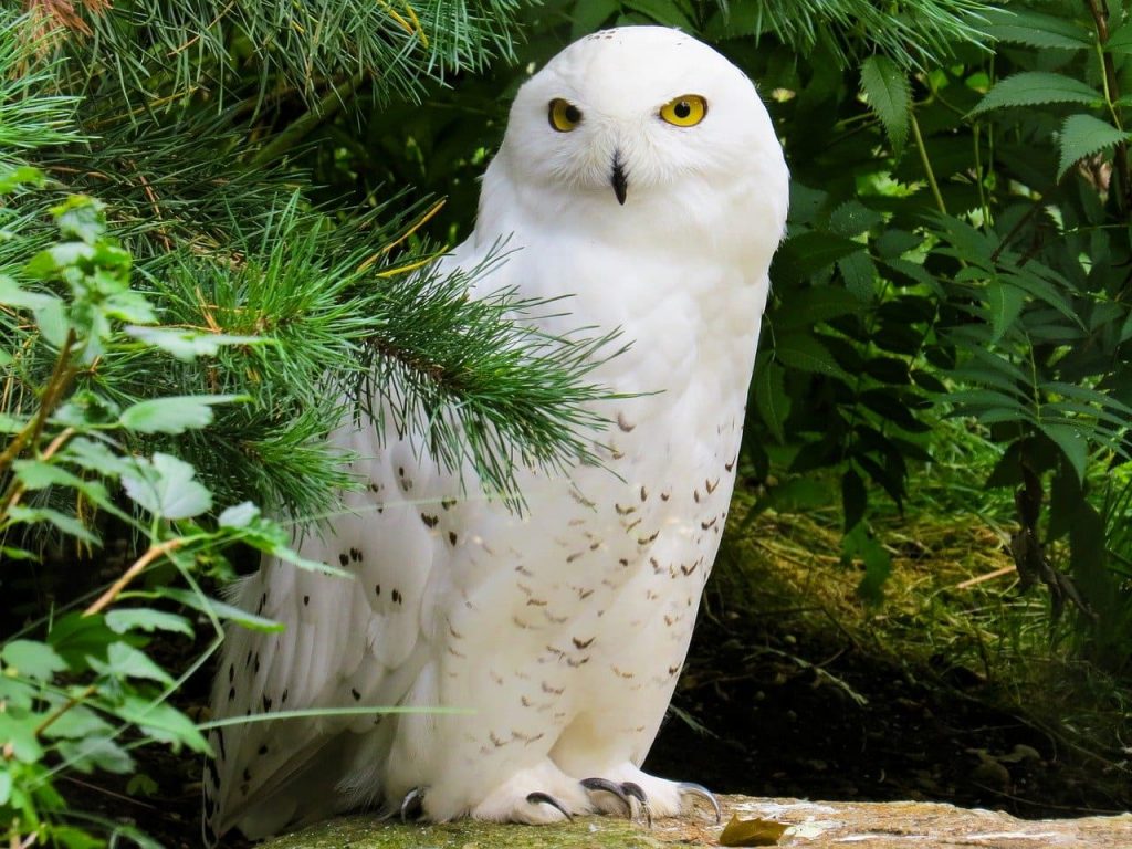 Snowy Owl