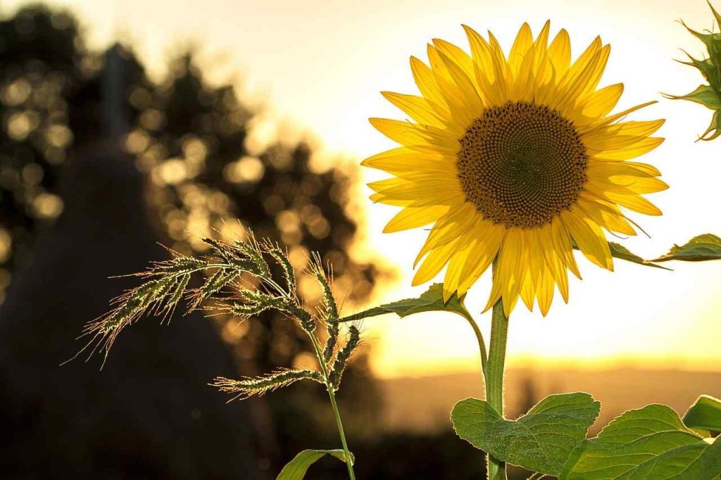 Sunflower flower