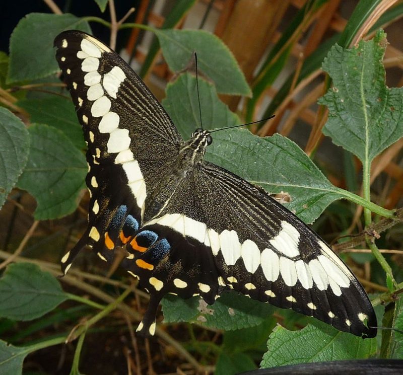The African Giant Swallowtail