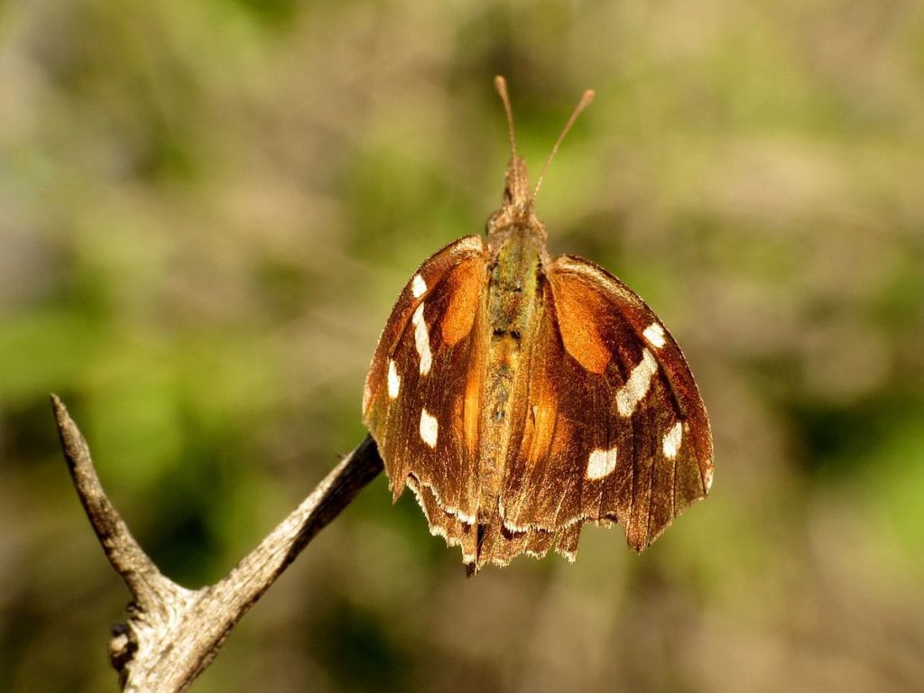 The American Snout Butterfly
