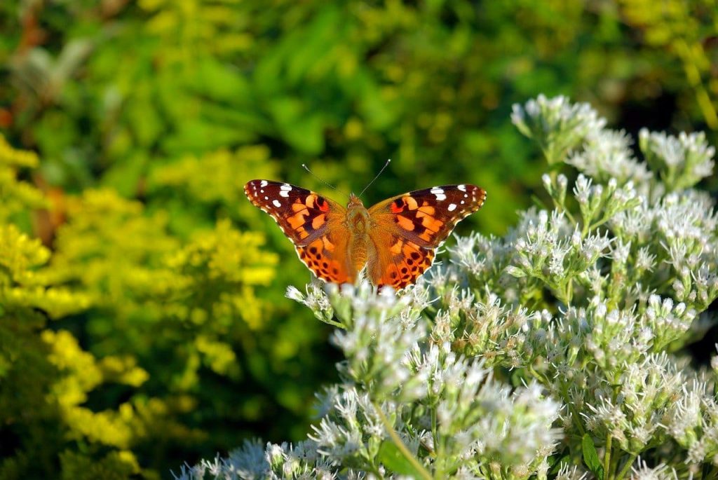The American painted lady butterfly