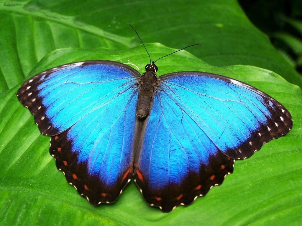 The Blue Morpho Butterflies