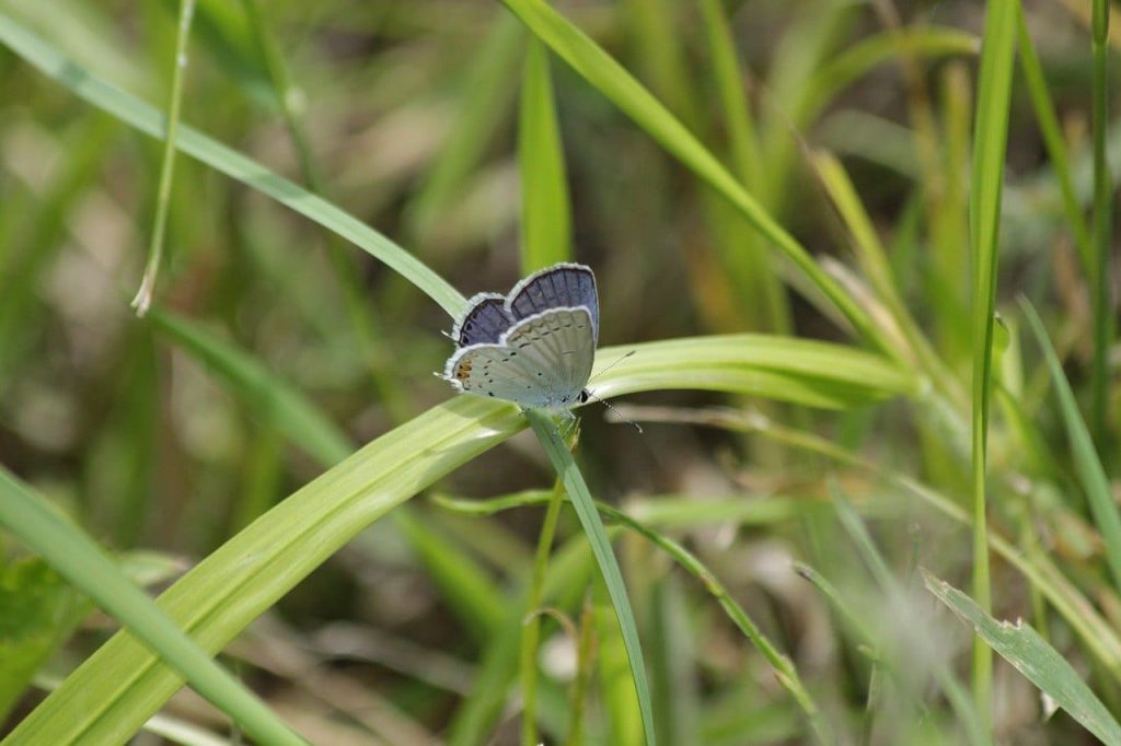 The Gossamer-winged butterfly